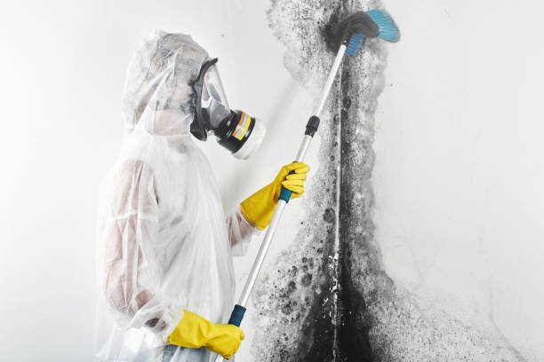 Best Real Estate Mold Inspection  in Avoca, IA