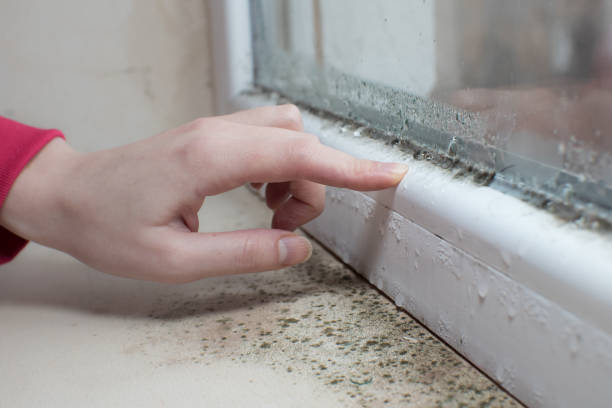 Best Mold Remediation for Rental Properties  in Avoca, IA